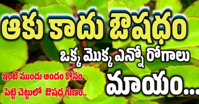 Ranapala Plant - రణపాల చెట్టు