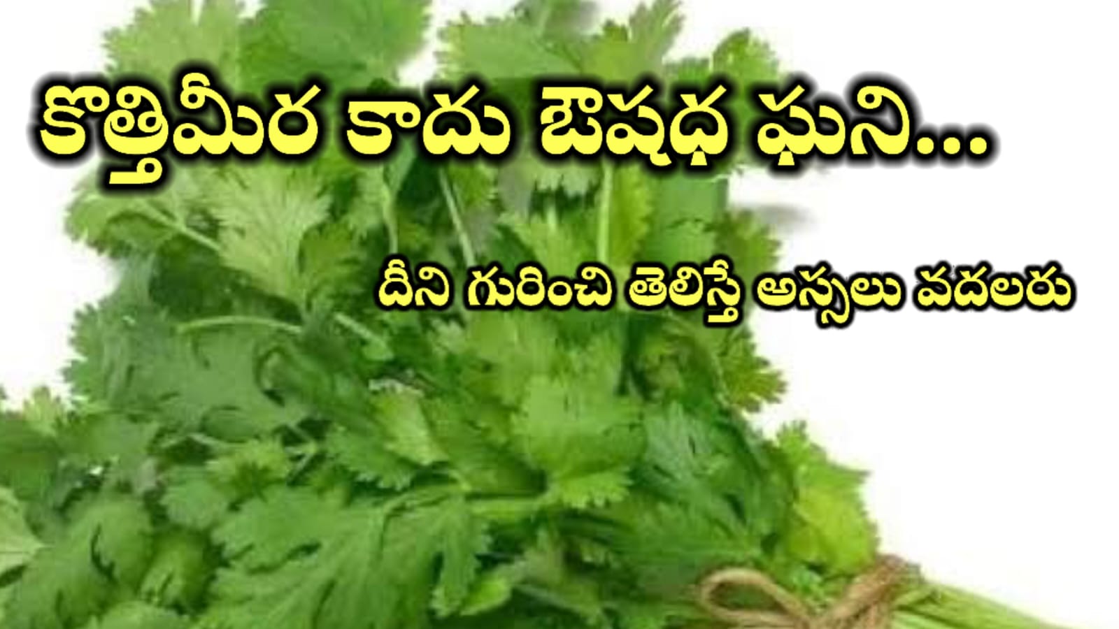 Coriander Benefits – కొత్తిమీర ఉపయోగాలు మరియు ఆరోగ్యానికి కలిగే లాభాలు..